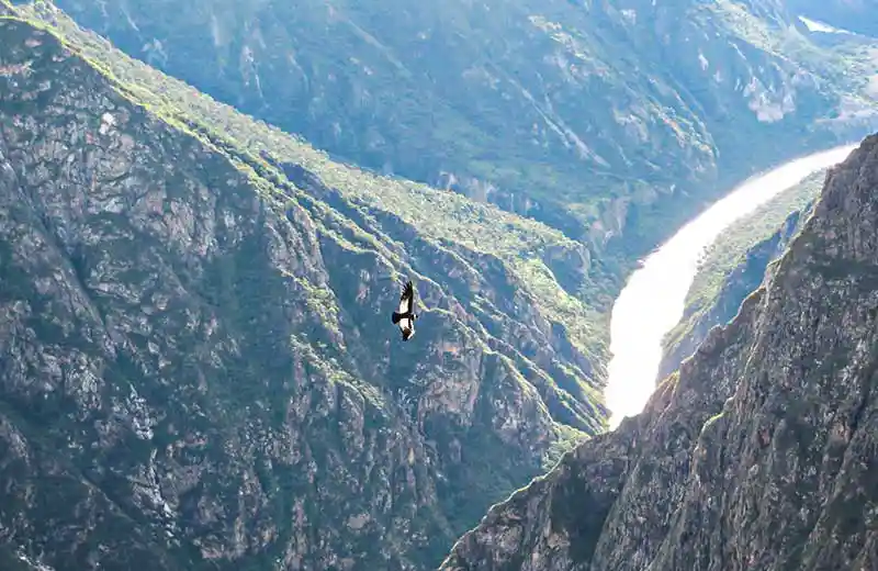 Chonta Flight of Condor