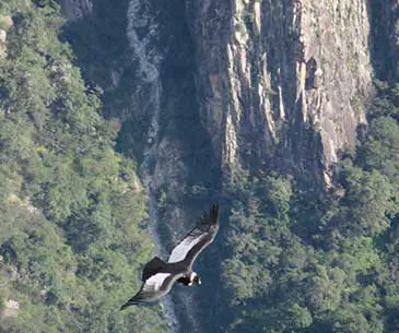 Flight Of Condor Cusco